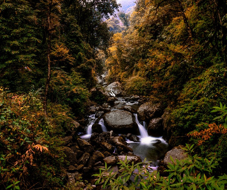 sandakphu (3)